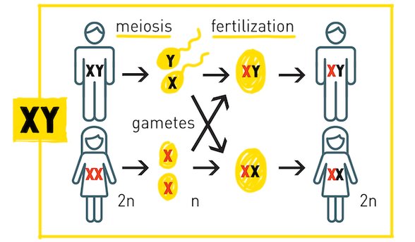 Meiosis -Mayoz, Gametes - cinsiyyet hücreleri, fertilization - mayalanma