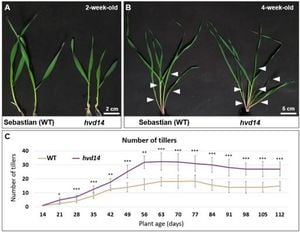 Barley Mutation Offers New Insights Into Crop Yield Optimization