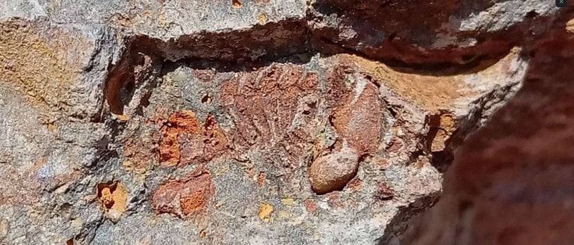 İstanbul'da bulunan metacanthina türünde bir trilobit