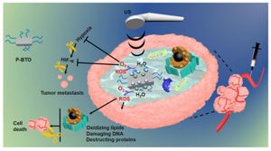 Ultrasound-Activated Macrophages Show Promise Against Bacterial Infection