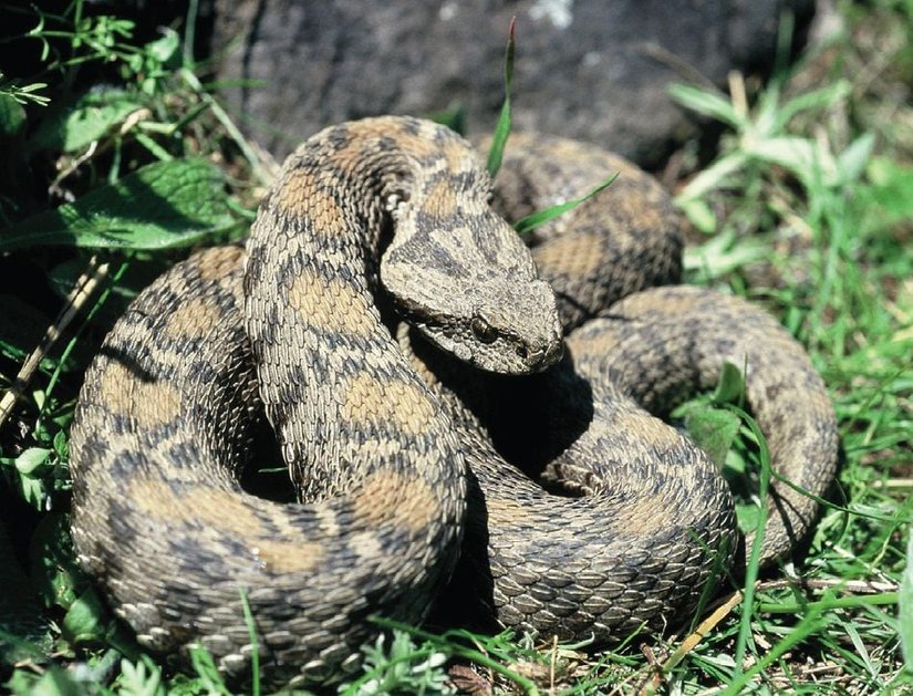 Montivipera wagneri (Wagner Engereği)