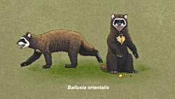 Cüce Ayılar(Ballusia)