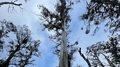 Küresel Isınma Tazmanya Ormanlarını Karbon Kaynağına Çeviriyor!