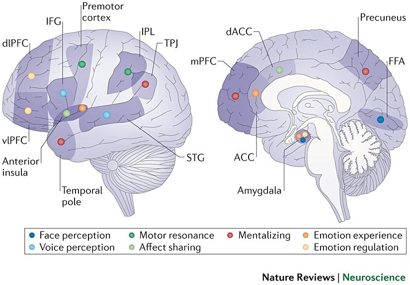 Sosyal süreçlerle ilişkili beyin bölgeleri.