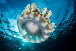 Beyni Olmadan Uyuyorlar: Denizanaları ve Deniz Şakayıklarında Uykunun Evrimsel Kökeni.