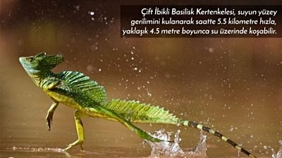 Su Üzerinde Koşan Basilisk Kertenkelesi