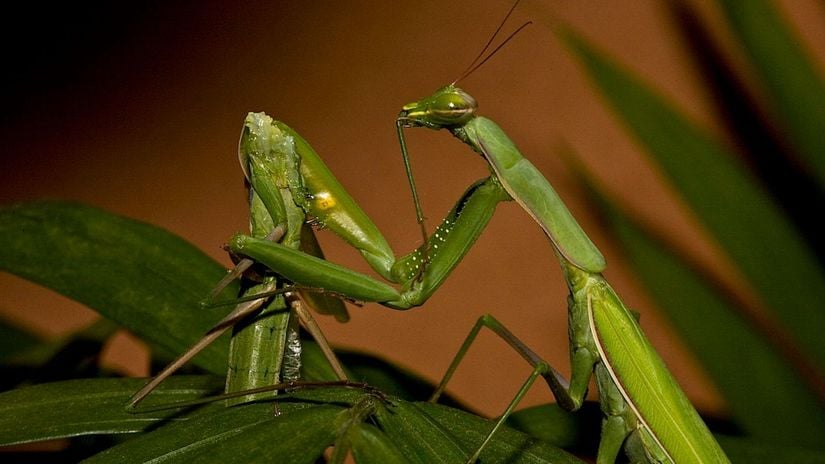 Erkeğinin kafasını yiyen dişi bir mantis.