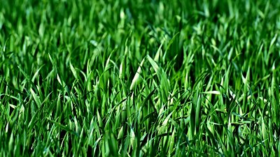 Kara Bitkileri Varlığını İki Yosun Türüne Borçlu!