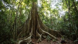 Amazon Ağaçları Atmosferdeki CO2 Sayesinde Kalınlaşıyor ve İklim Değişikliğine Direniyor.