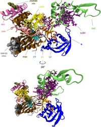 Comparative structural insights and functional analysis for the distinct unbound states of Human AGO proteins - Scientific Reports