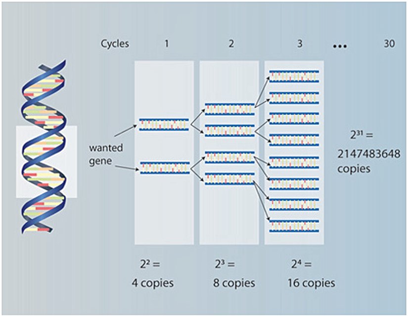 Şekil 1: PCR yöntemi bir organizmadan total genomik DNA eldesi ile başlar. DNA, bölgeye-özgü primerler (Çevirmen notu: site-specific primer; bölgeye özgü dizayn edilmiş sentetik oligonükleotidler), Taq polimeraz (Çevirmen notu: yüksek sıcaklıklarda da işlev gören, yeni nükleotidlerin eklenmesinde işlev gören bir enzim. Adını, elde edildiği Termus aquaticus termofilik bakterisinden almıştır.), ve MgCl2, tampon, dNTP’ler gibi diğer bileşiklerle bir araya konulur ve denatürasyon (bozundurma), annealing (bağlanma) ve elongation (uzama) basamaklarından oluşan tekrarlı sıcaklık döngülerine maruz bırakılır. Denatürasyon, çift sarmal DNA’yı birbirinden ayırır, böylece primerlerin özel bölgelere yerleşip deoksinükleotid trifosfatlarla (dNTP’ler; A, C, G, T) buluşmasına zemin hazırlar. Daha sonra her iki DNA ipliği de 5’-3’ yönde hedeflenen bölgelerden uzatılır. Denatürasyon, bağlanma ve uzama basamakları bir tur bitip, hedef bölgenin iki kopyası oluştuğunda ilk döngü bitmiş olur. Sonraki döngüler (yaklaşık 30-35 döngü) bu 3 aşamalı sürecin tekrarıdır ve çoğaltılan DNA’nın birkaç milyon-katının eldesiyle sonuçlanır.