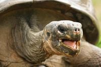 Endangered tortoise hatchlings make debut at Philadelphia Zoo, born to nearly 100-year-old parents - SSBCrack News