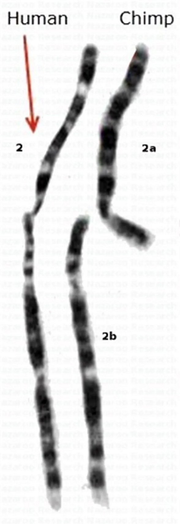 İnsanda bulunan 2.Kromozom ve şempazede bulan 2A ve 2B kromozmları.