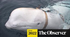 Beluga Whale Hvaldimir Found Dead Off Norway Coast