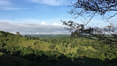 Azot, Ormansızlaştırılmış Alanlarda Daha Hızlı Yeniden Büyüme için Kilit Önem Taşıyor Olabilir!
