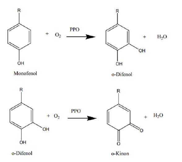 PPO‘nun katalizlediği reaksiyonlar