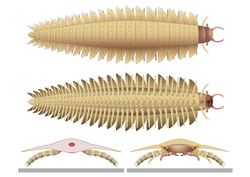 Tarih Öncesi Dev Kırkayak 'Arthropleura'nın Kafası Bilimsel Gizemi Aydınlatıyor.