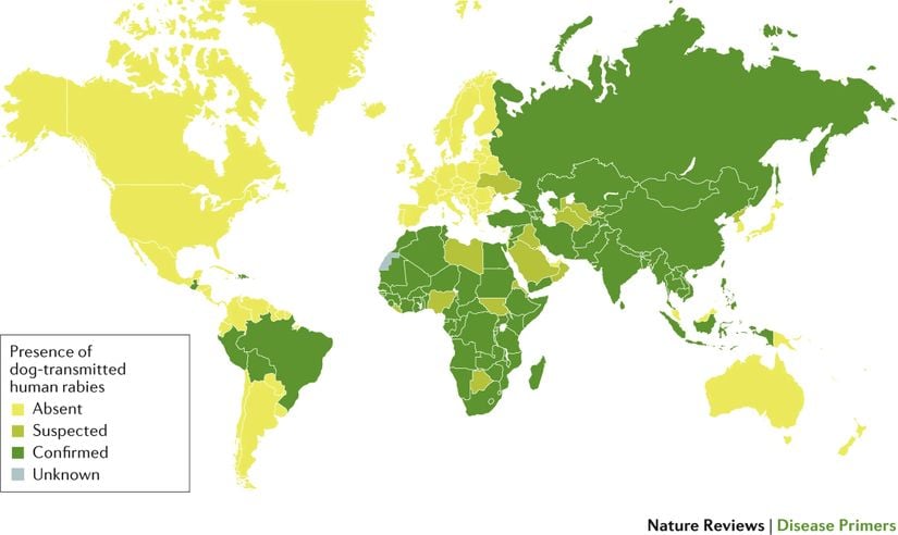 Köpeklerle bulaşan insan kuduzlarının küresel dağılımı. Kuduz virüsünün (RABV) neden olduğu köpeklerden bulaşan insan kuduzları, insan ölümlerinin çoğundan sorumludur. Harita, köpek kuduzunun ortadan kaldırıldığı bölgelerdeki (örneğin, Kuzey Amerika) vahşi yaşam rezervuarları yoluyla RABV'ye maruz kalmaktan kaynaklanan çok düşük sayıda insan kuduz vakasını yansıtmamaktadır.
