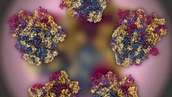 Escherichia coli (E. coli) Nedir?