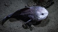 Blobfish overcomes notoriety as ‘world’s ugliest animal’ to win NZ ‘fish of the year’ | CNN