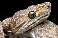 New conservation area protects 53% of carbon in northern Peruvian Amazon