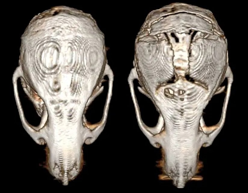 Beyin kanseri olan farelerde (sağda), beyin kanseri olmayan farelere (solda) kıyasla 3 boyutlu görüntüleme sonucunda kafatası kemiklerinde aşınma görüldü.