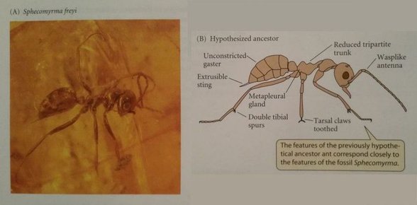 Reçine İçinde Bulunmuş Karınca Geçiş Fosili