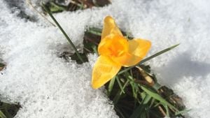 Ankara çiğdemi (Crocus ancyrensis)