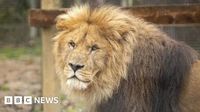 Owner puts struggling Paignton Zoo on the market