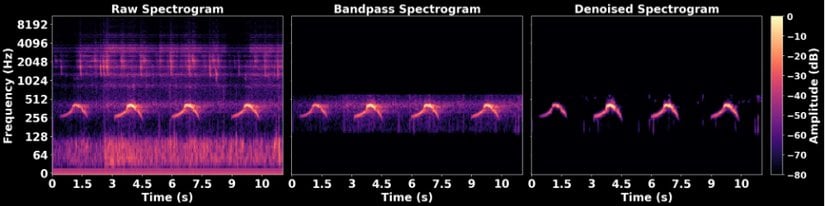 Colossal’ın algoritması ham ses verisini işliyor ve ardından gürültüden arındırılmış sesi elde ediyor.