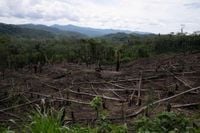 As Amazon’s ‘flying rivers’ weaken with tree loss, scientists warn of worsening droughts