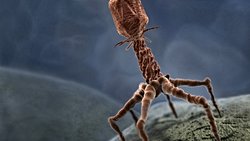 Bir T4 Virüsünün "Hayatı": Virüsler Neden Canlı Değildir?