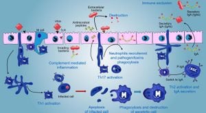 How Streptococcus Pyogenes Manipulates Host Responses