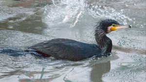 Karabatak (Phalacrocorax carbo)