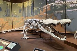 “Dinozor Katili” Deinosuchus’un İlk Bilimsel Olarak Doğru İskelet Replikası Sergilendi.