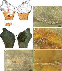 Neandertaller Yaptıkları Aletler İçin Yapıştırıcı Üretiyordu!