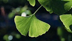 Açık Tohumlu Bitkiler (Gymnosperm)