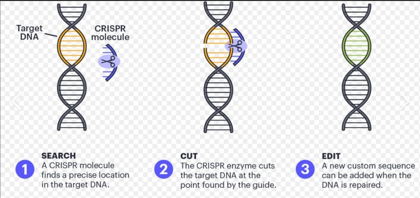 CRISPR, bakteriyel bağışıklık sisteminden yararlanarak, Cas9 adlı bir protein kullanarak DNA'yı kesin konumlarda kesen bir moleküler makas işlevi görür. DNA kesildikten sonra, hücrenin doğal onarım mekanizmaları devreye girer ve bu kesim bölgesinde DNA'nın düzenlenmesine olanak tanır.