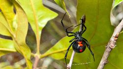 Latrodectus mactans (Karadul)