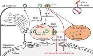 Engineered Protein Minibinders Target TLR3 For Enhanced Immune Response