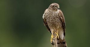 First Report Of Sarcocystis Halieti Found Infecting Eurasian Sparrowhawk