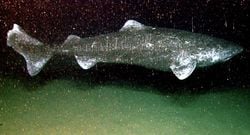 Somniosus Microcephalus