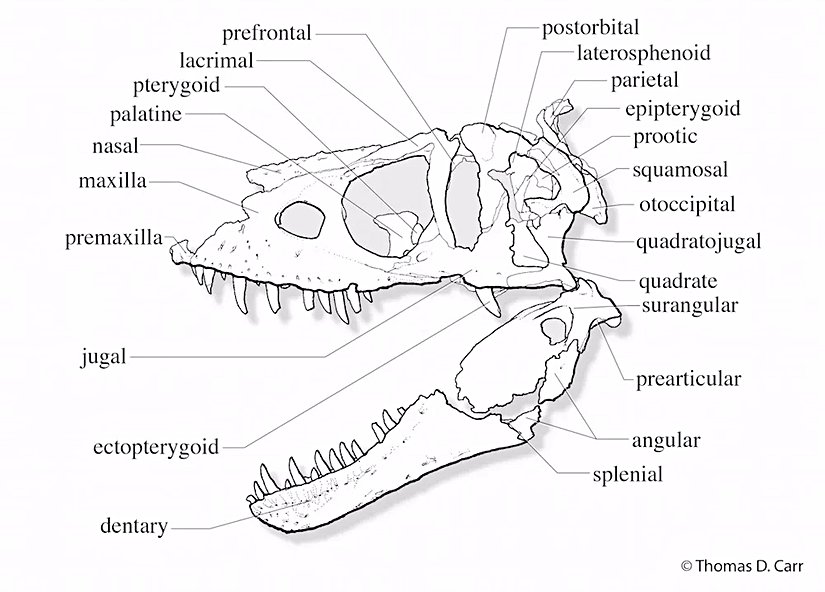 Daspletosaurus horneri türünün kafatası anatomisi.
