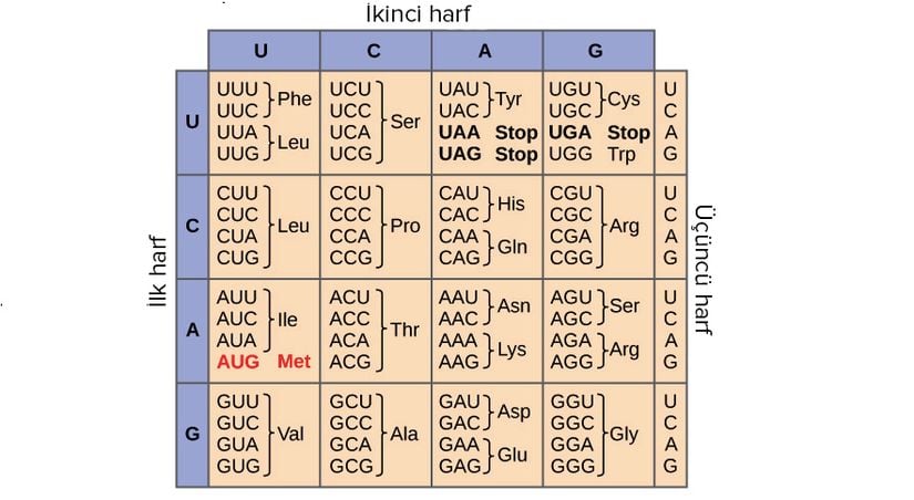 Bu şekil, mRNA’daki her bir üçlü nükleotidin ya da kodonun, bir amino aside veya yeni oluşmaya başlayan bir proteinin sonlanma (terminasyon) sinyalini göstermektedir.