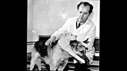 “Vladimir Demikhov ve iki başlı köpek deneyleri”