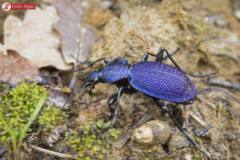 Menekşe karafatma (Carabus scabrosus), erişkin birey.