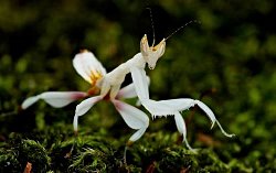 Peygamber devesi nasıl renk değiştirir?