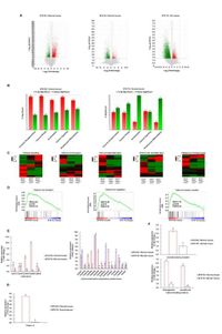 Dysregulation of STS in keratinocytes promotes calcium signaling and differentiation - Scientific Reports
