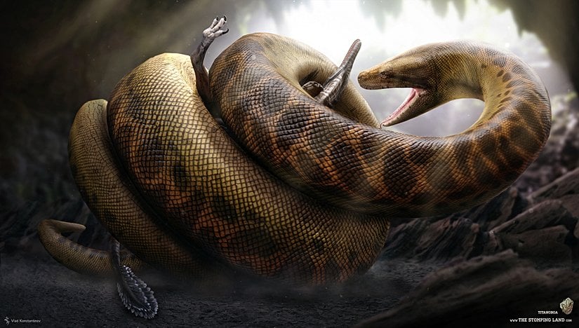 Titanoboa avını boğarken, çizim.