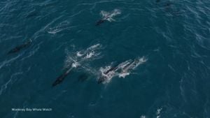 Rare Superpod Of Dolphins Spotted Off California Coast